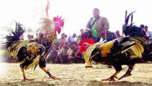 Agen Taruhan Sabung Ayam Online Terpercaya